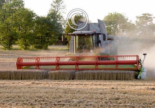 Combining Wheat DM1250